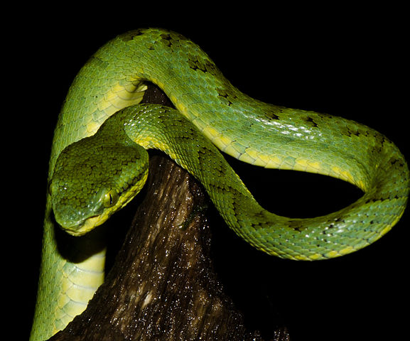 Bamboo-Pit-viper
