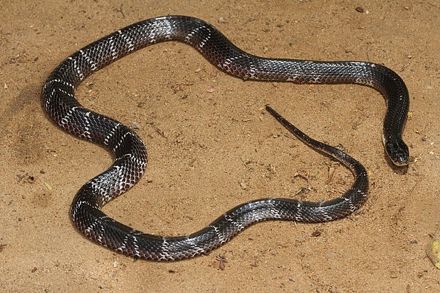 Common-krait