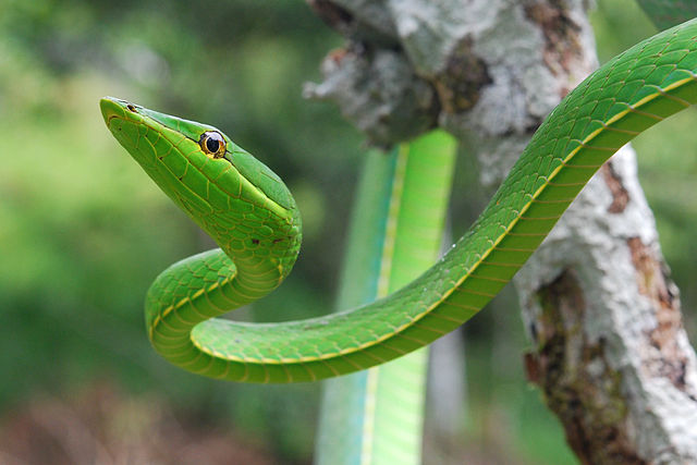 Green-Vine-Snake-Oxybelis_fulgidus