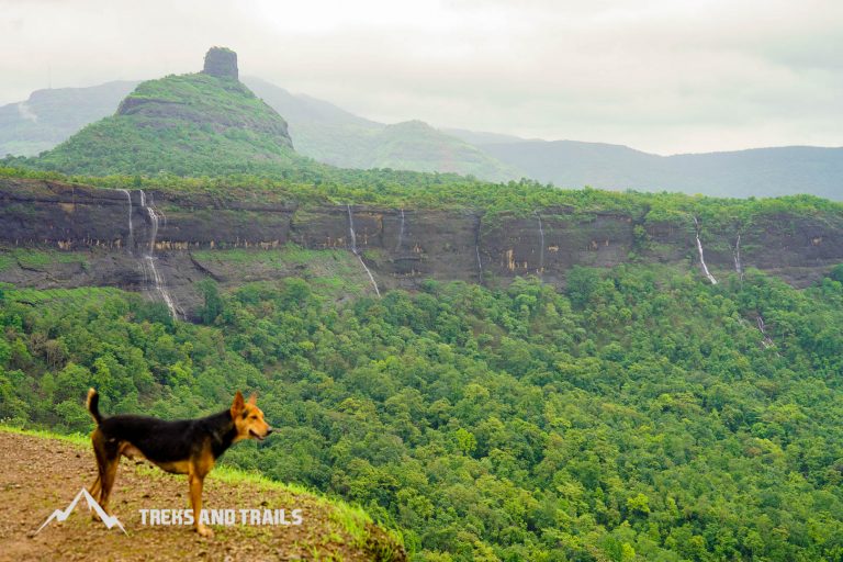 Hiking with Dogs