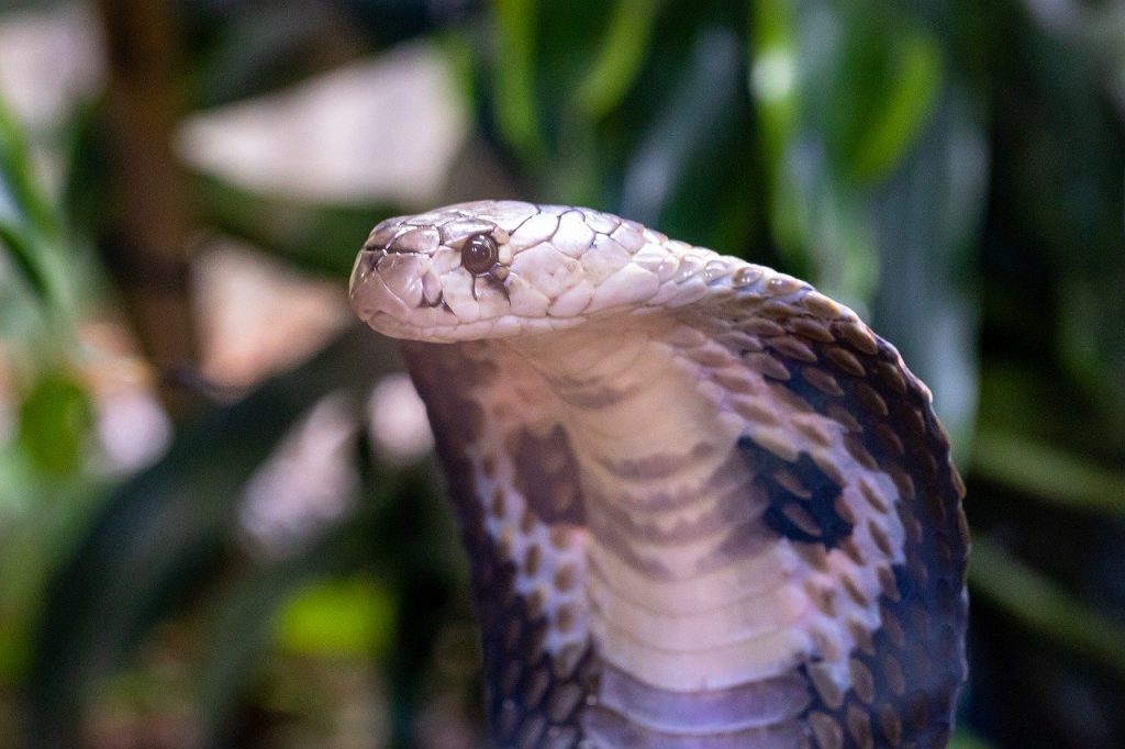Indian-Cobra