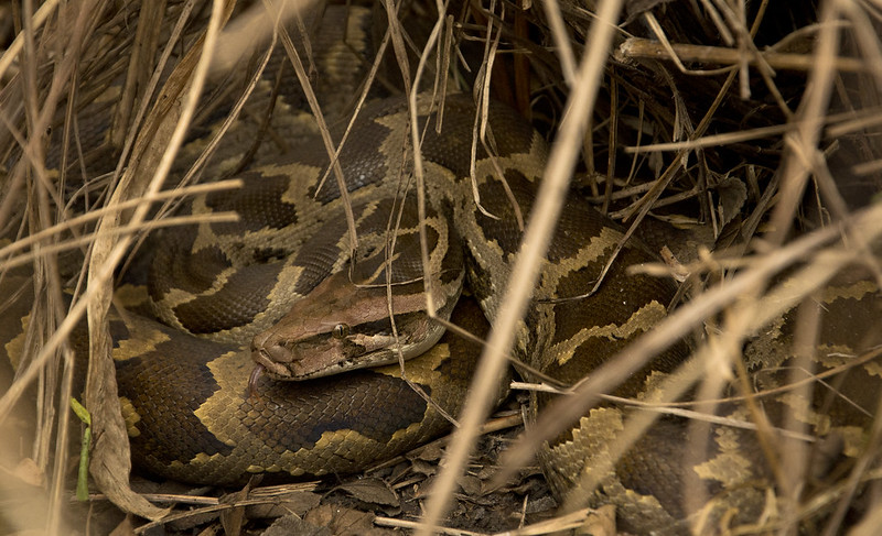 Indian Rock Python