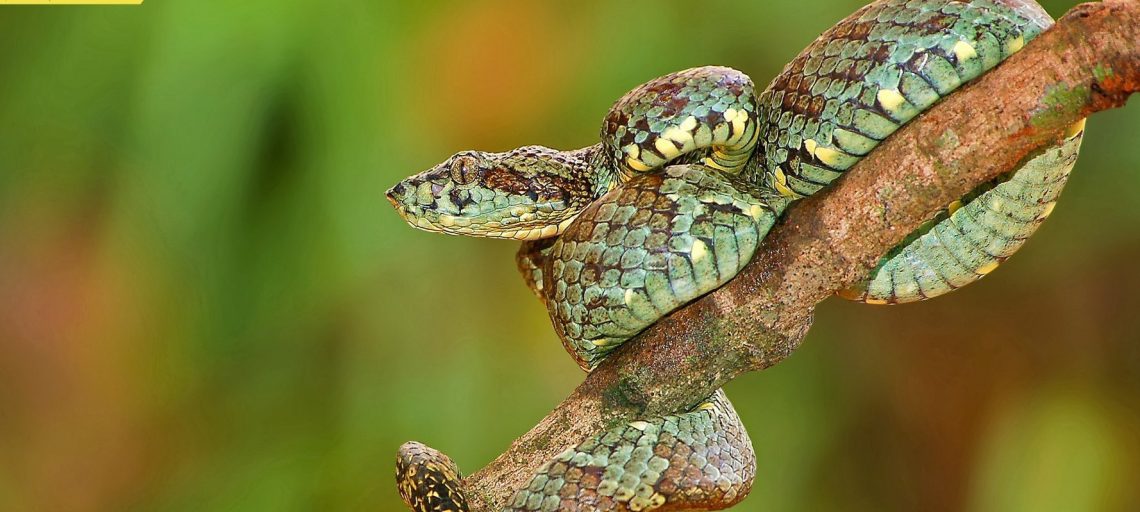 Snakes in Maharashtra