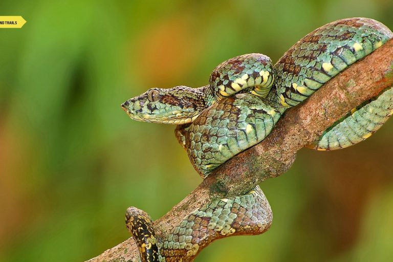 Snakes in Maharashtra