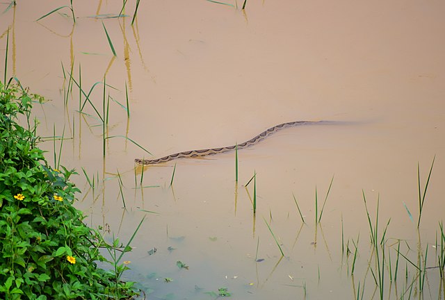 Russell's-Viper-Daboia-russelii