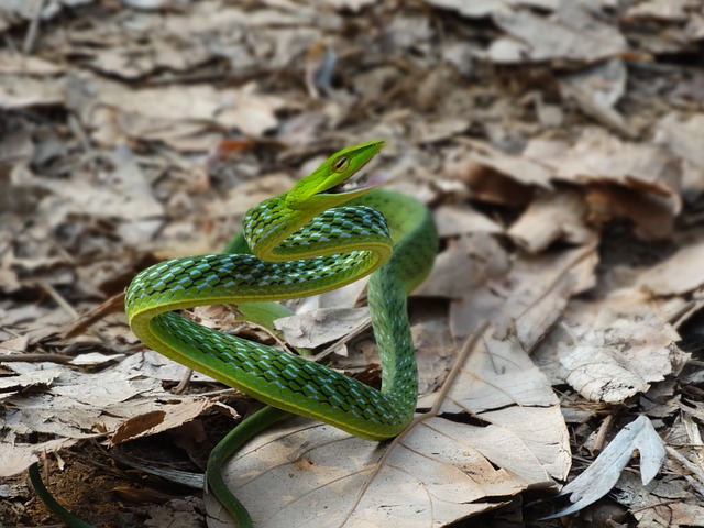 green-vine-snake