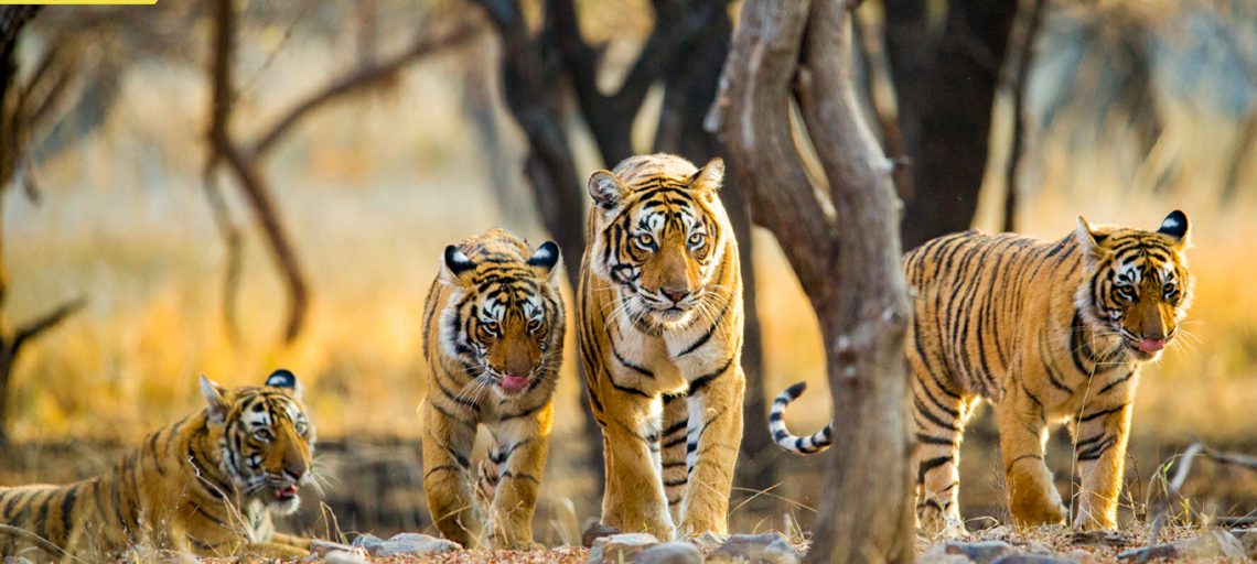 Five facts about Rajasthan