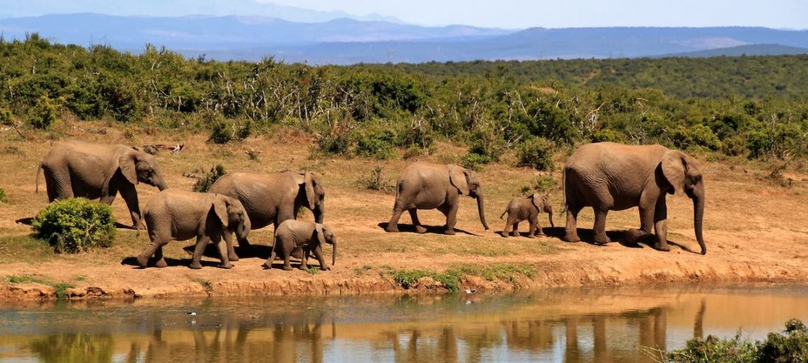 Nepal’s national parks: explore wildlife and natural beauty.