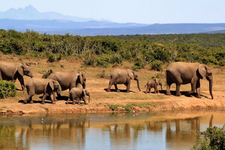 Nepal’s national parks: explore wildlife and natural beauty.