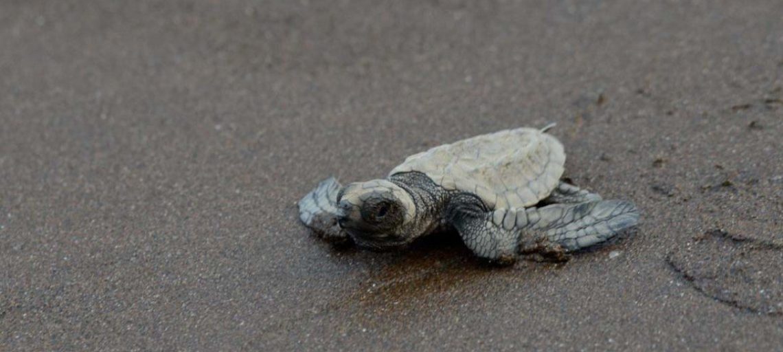 Turtle Conservation Project in Maharashtra