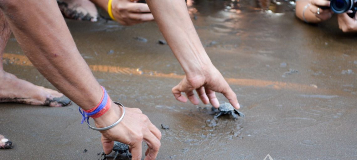 Conservation of Olive Ridley Turtles in India