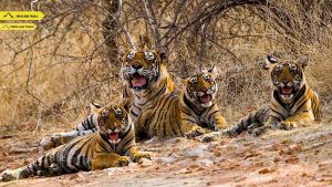 Ranthambore-national-park