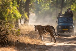 bhandavgarh wildlife