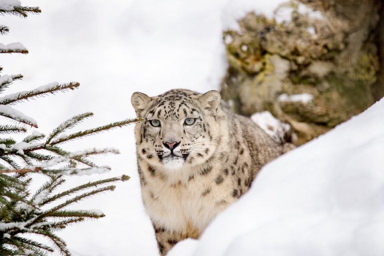 Snow Leopard Photography in Ladakh