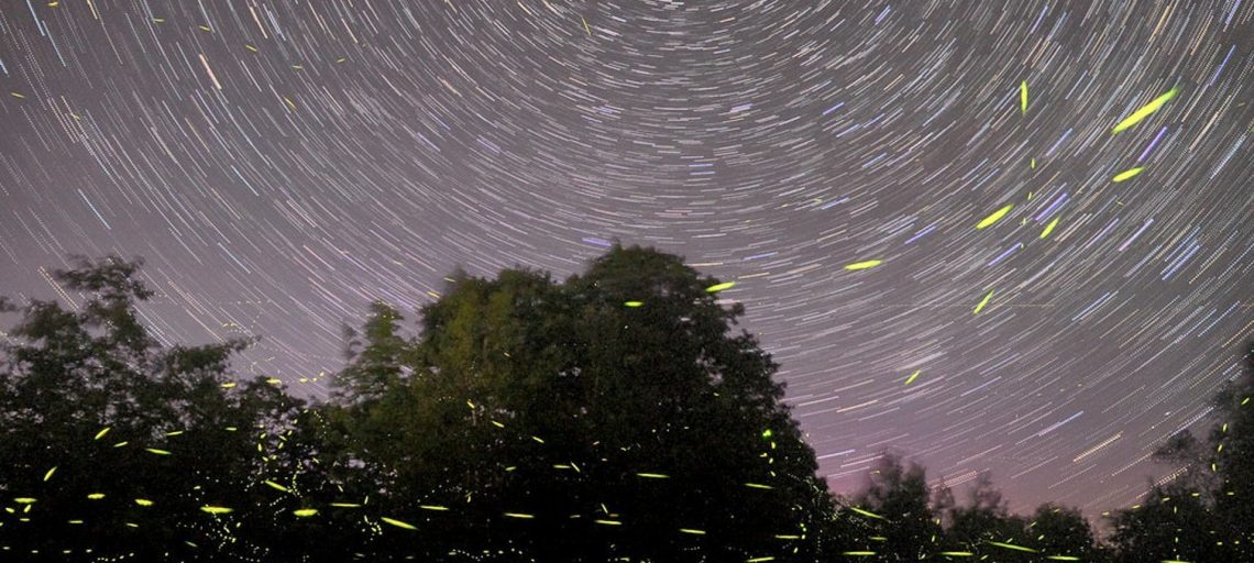 Forest of Fireflies and Camping