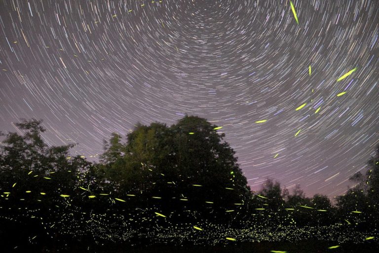 Forest of Fireflies and Camping