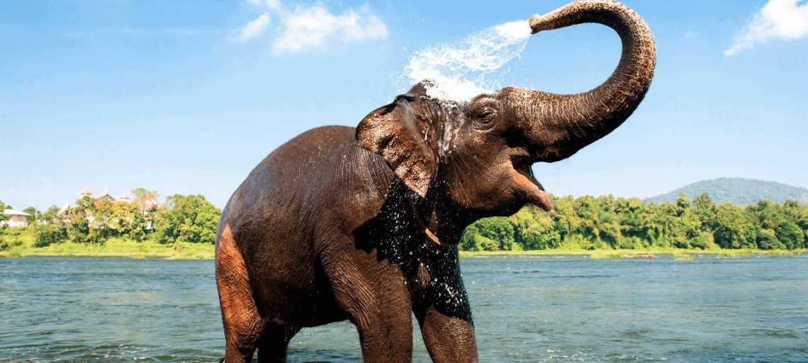 A guide to the best wildlife sanctuaries in Kerala