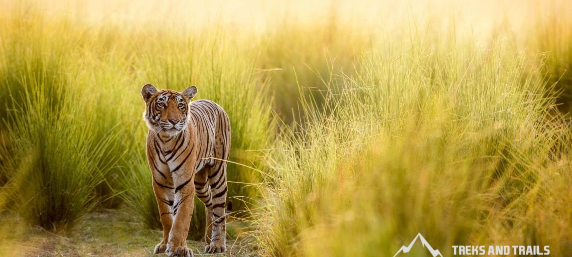 Top 10 best places to spot tigers in India