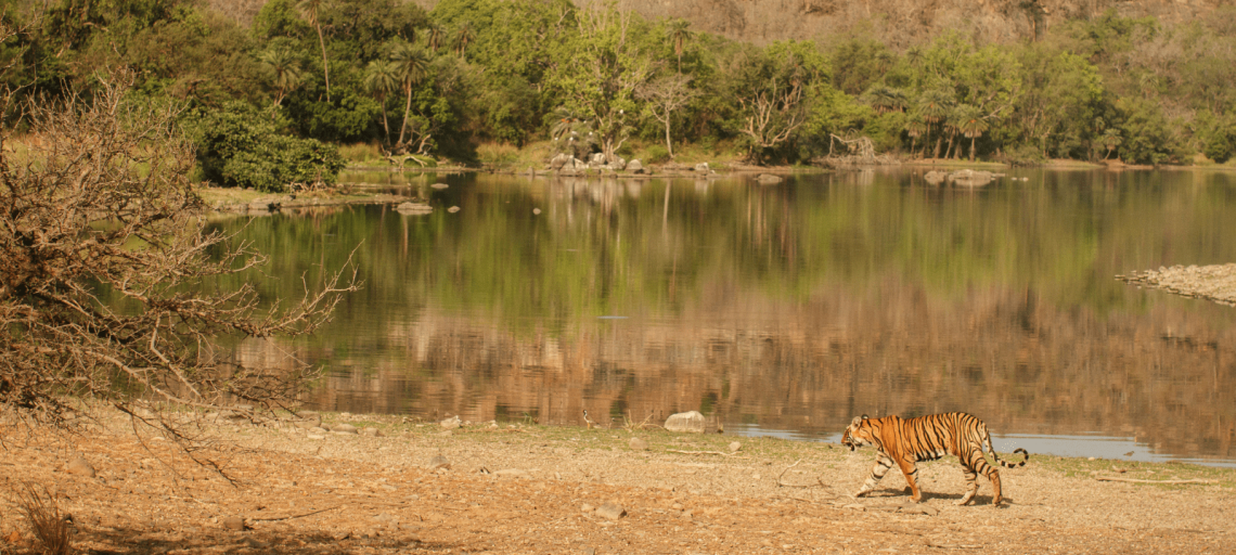 Ranthambore: A Guide for First-Timers