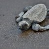 Velas Turtle