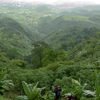 Jungle of Peth Fort