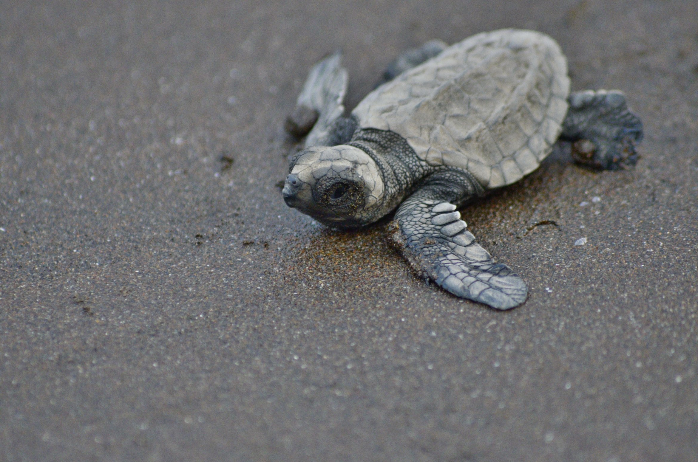 Velas Turtle