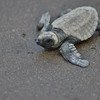 Velas Turtle