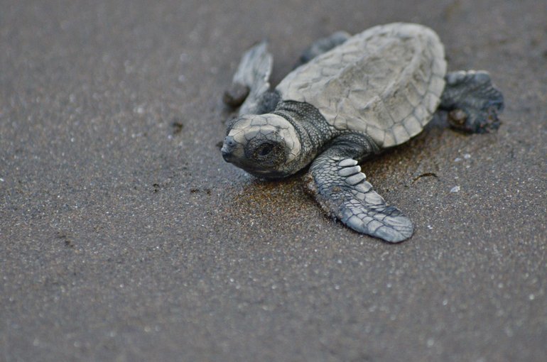 Velas Turtle