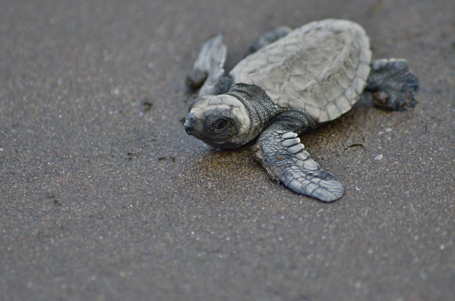 Velas Turtle