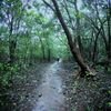 Bhimashankar Jungle