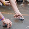 Velas Turtle Image
