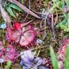 Drosera Burmani Kaas Plateau