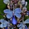 Butterfly Flower Kaas Plateau