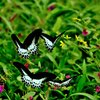 Kaas Plateau