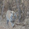 Tadoba National Park