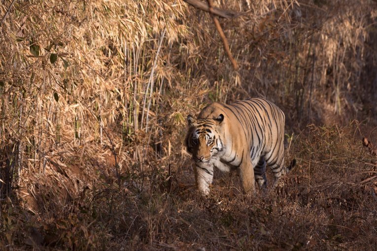 Tiger Safari Tadoba National Park
