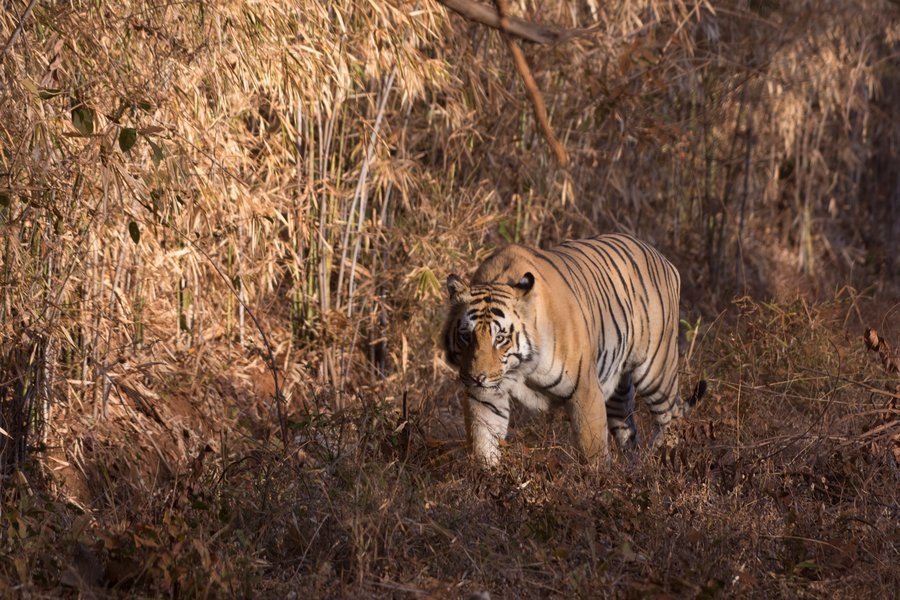 Tiger Safari Tadoba National Park