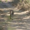 Tiger Sarafri Tadoba 