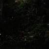 Kondana Cave Fireflies