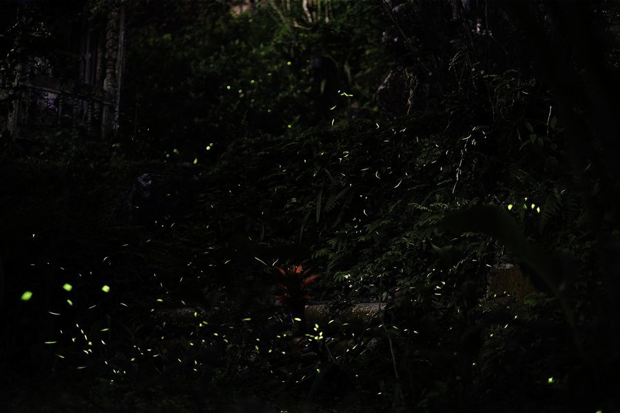 Kondana Cave Fireflies