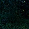 Kondane Cave Fireflies