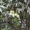 Anjarle Mango 