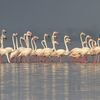 Flamingoes of Bhigwan