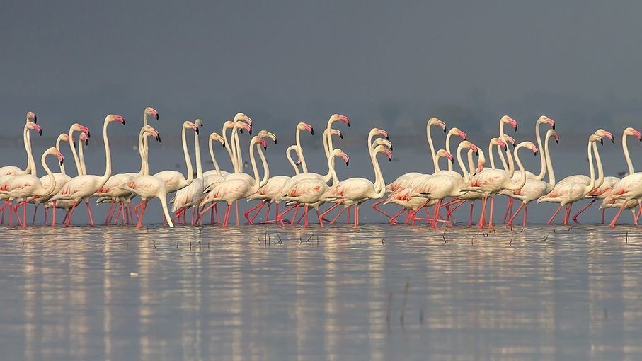 Flamingoes of Bhigwan