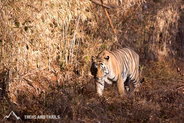 Tiger Safari India