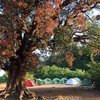 Rajmachi Camping