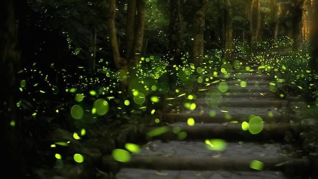 Prabalmachi Fireflies Camping 2025 - Tour