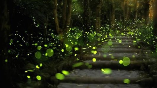 Prabalmachi Fireflies Camping 2025