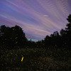 Fireflies Bhandardara