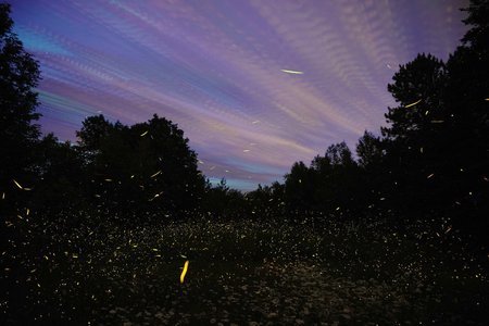 Bhandardara Fireflies Camping 2025 | Fireflies Festival Bhandardara